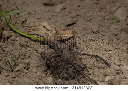 Sprout Of A Young Walnut, On Ground Background