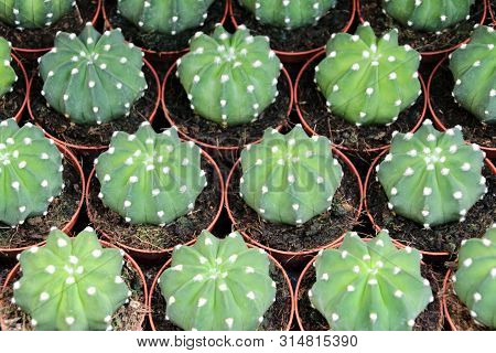 Echinopsis Subdenudata Cactus Pots Texture For Sale