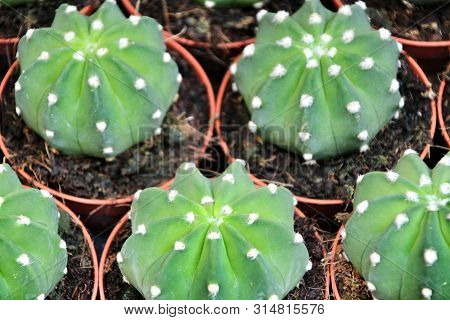 Echinopsis Subdenudata Cactus Pots Texture For Sale