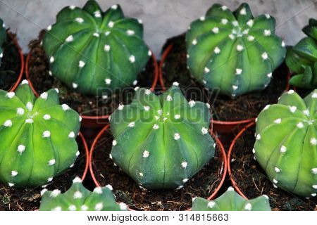 Echinopsis Subdenudata Cactus Pots Texture For Sale