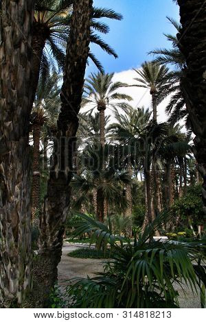 Green Vegetation In Huerto Del Cura Botanical Garden In Elche, Spain