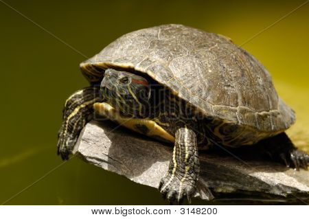 Schildpad Is Risting In de zon