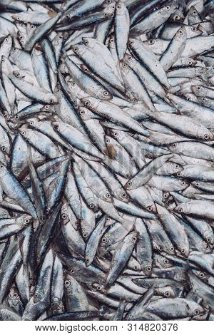 Fish Sprats At The Fish Market. Fresh Organic Fish