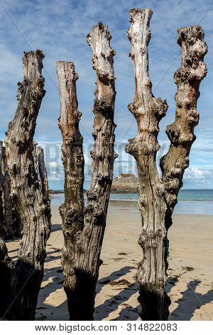 Big Breakwater, 3000 Trunks To Defend The City From The Tides, Plage De L Eventail Beach In Saint-ma