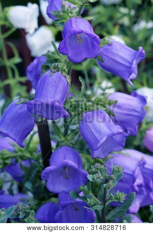 Bluebell Flower In Bloom  Close - Up View