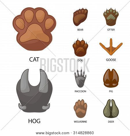Vector Illustration Of Animal And Print Icon. Collection Of Animal And Footprint Stock Symbol For We