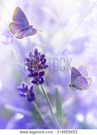 Close-up Lavender Flowers With Morning Dew And Flying Butterflies In Summer Morning Background . Pur