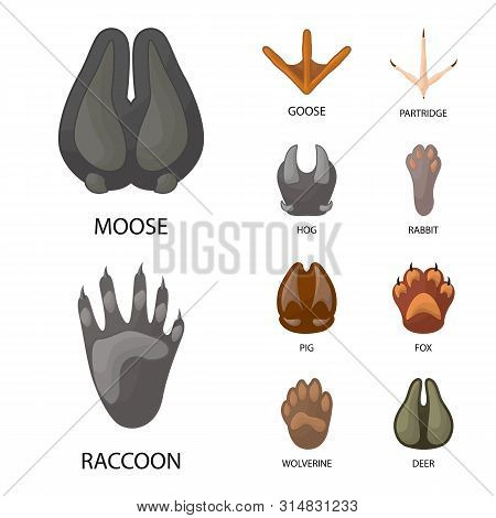 Vector Design Of Animal And Print Symbol. Set Of Animal And Footprint Vector Icon For Stock.