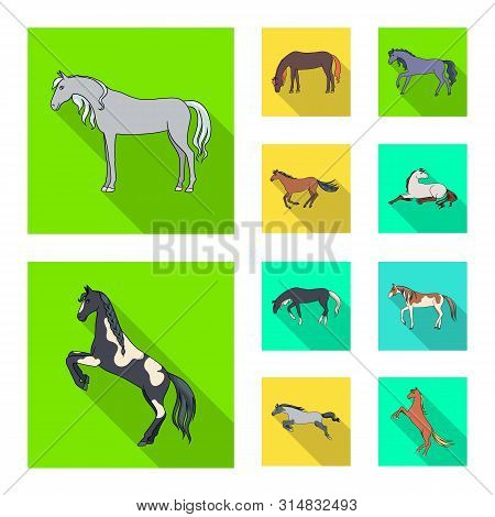 Isolated Object Of Breed And Equestrian Logo. Set Of Breed And Mare Vector Icon For Stock.