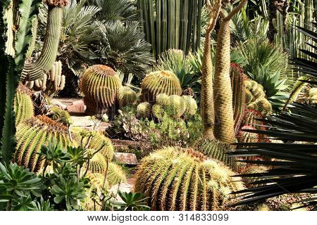Rockery With Different Types Of Cactus In The Huerto Del Cura Garden In Elche