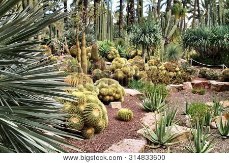 Rockery With Different Types Of Cactus In The Huerto Del Cura Garden In Elche