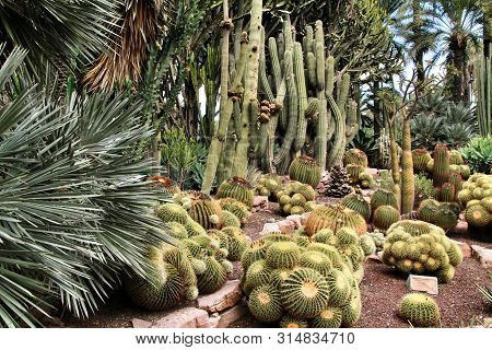 Rockery With Different Types Of Cactus In The Huerto Del Cura Garden In Elche