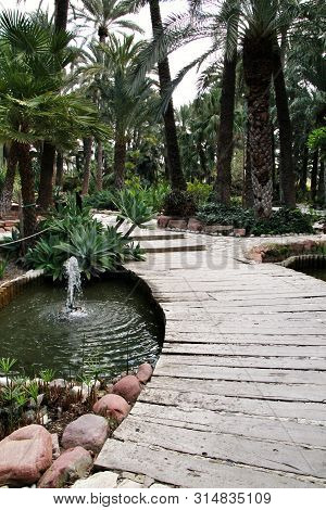 Green Vegetation In Huerto Del Cura Botanical Garden In Elche, Spain