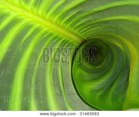 Una larga foglia verde