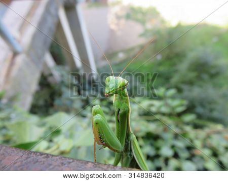 Praying Mantis, One Of The Most Voracious Insects In The Animal Kingdom