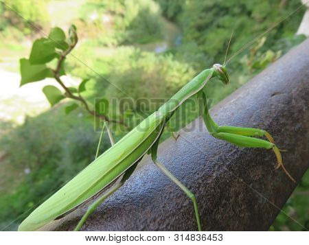 Praying Mantis, One Of The Most Voracious Insects In The Animal Kingdom