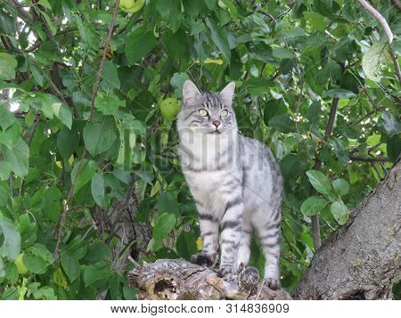 Domestic Cat, The Domestic Feline Par Excellence But In Italy And Not Only If They Find It Also Stra