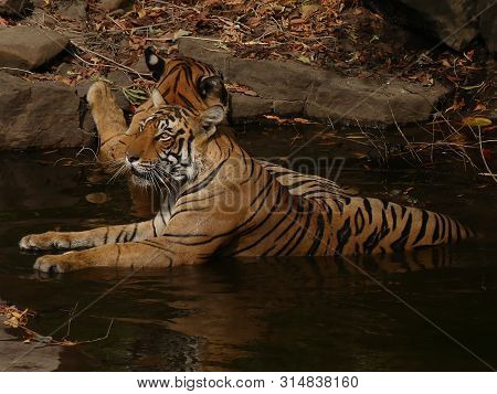 Two Indian Sab Adult Tigers Cooling Off In Its Natural Habitat