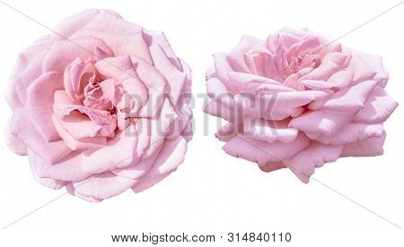 Beautiful Pale Pink Rose Isolated On White Background In Two Proection - Top And Side View. Floral P