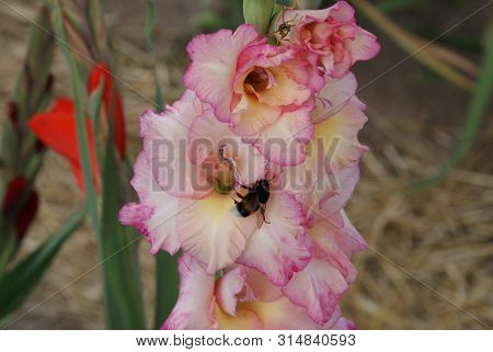 A Bumblebee On A Pink Gladiolus Blossom
The Busy Bumblebee Looks For Nectar On The Gladiolus Blossom