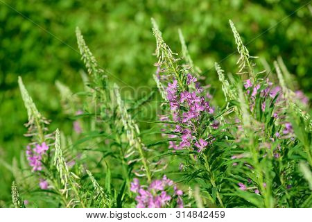 Pink Flowers Of Fireweed (epilobium Or Chamerion Angustifolium) In Bloom. Flowering Willow-herb Or B
