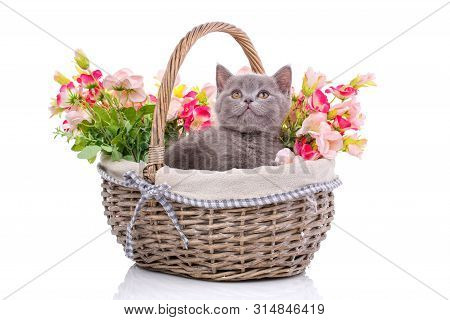 Scottish Straight Kitten. Isolated On A White Background. Playful Kitten Explores New Territory