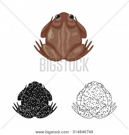 Vector Illustration Of Toad And Biology Logo. Collection Of Toad And Tropical Stock Vector Illustrat