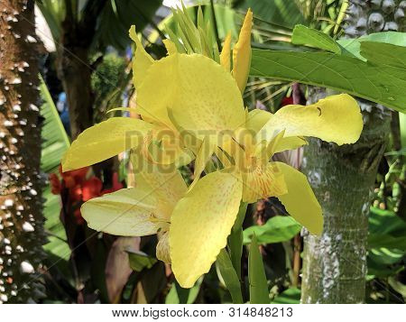 Indian Shot, African Arrowroot, Edible Canna, Purple Arrowroot, Sierra Leone Arrowroot Or Canna Indi