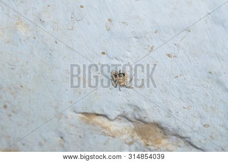 Close Up Of Salticus Scenicus Jumping Spider With A House Fly,macro Shot Of Jumping Spider.
