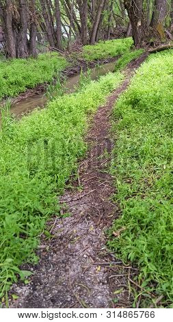 Vertical Frame Hiking Trail And Narow Stream Surrounded By Grasses And Trees In The Forest