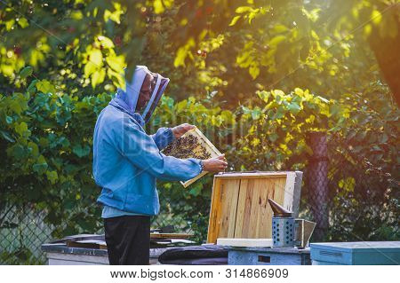 Beekeeper Inspects Frame With Queen Cells On Apiary In Evening In Rays Of Setting Sun. Large Apiary 