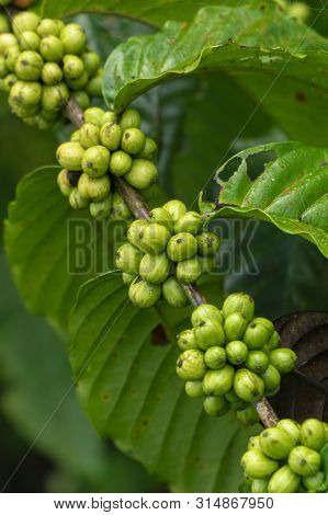 Fresh Green Coffee Beans On Branch Of A Coffee Tree