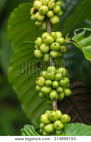 Fresh Green Coffee Beans On Branch Of A Coffee Tree