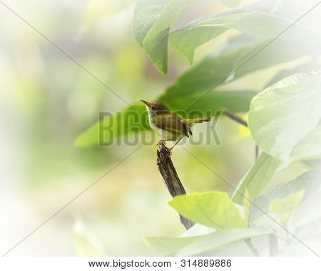 The Greenish Warbler (phylloscopus Trochiloides) Is A Widespread Leaf Warbler With A Breeding Range 