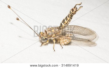 Ant Lions Insect Family From The Order Of The Retina Of The Four-winged Dragonfly Insects