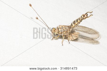 Ant Lions Insect Family From The Order Of The Retina Of The Four-winged Dragonfly Insects