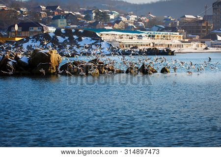 A Flock Of Seagulls Takes Off Over The Sea. Winter Sea On The Coast Of Dzhubga