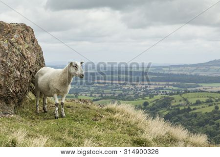Sheep On A Hill Overlooking English Countryside In Shropshire, Uk