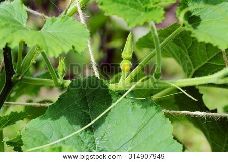 Small Female Flower Of A Multicoloured Ornamental Gourd Grows On A Long, Leafy Cucurbit Vine