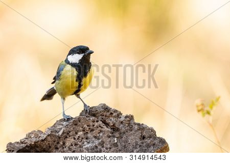 Parus Major Or Carbonero Comun Perching On Branch