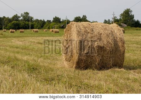 Rolled Haystacks On An Agricultural Field. Landscape. Harvesting