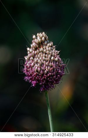 Detailed Close Up Of A Prple And White Leak (allium) Flower Head With Blurry Background