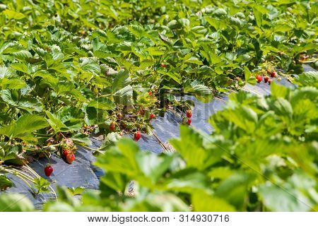 Strawberry Fruit Grows In The Plantation, Novi Sad, Serbia