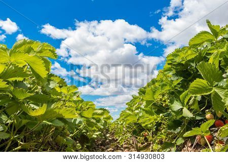 Bush Of Fresh Ripe Red Strawberry In The Field, Serbia