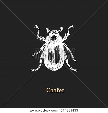 Illustration Of Chafer Beetle. Drawn Insect In Engraving Style. Sketch In Vector