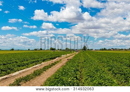 Strawberry picking season in Kisač, Novi Sad, Serbia