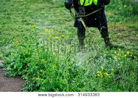 Grass Mowed By A Man With A Lawn Mower. Improvement And Economy Of The Big City. Summer Day