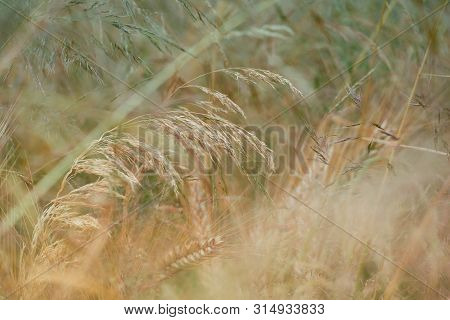 Nature Background With Wildgrass Under Sunlight. Selective Focus. Plant Background.