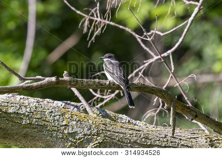 The Eastern Kingbird (tyrannus Tyrannus) Near Nesting Area