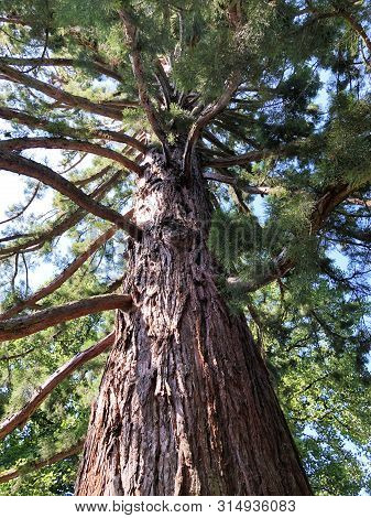 Giant Sequoia, Sequoiadendron Giganteum Or Bergmammutbaume Oder Bergmammutbaeume, (flower Island Mai